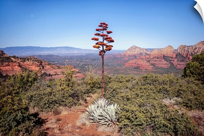 Agave Americana Flowering Stalk, Sedona, Arizona