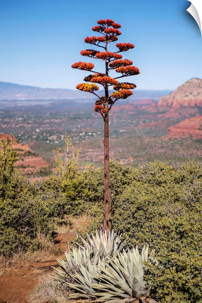 Agave Americana flowering stalk in Sedona, Arizona.