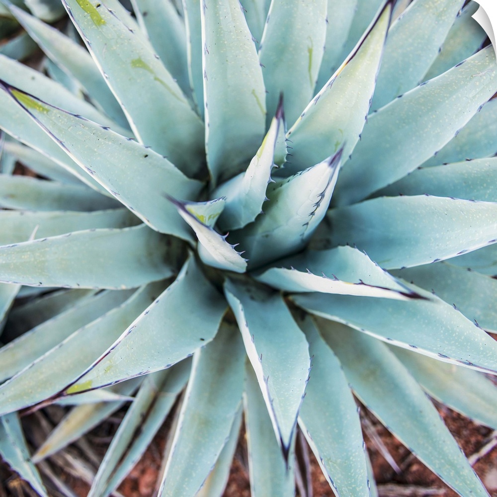 Square photograph of an agave plant in Sedona, AZ with cool hues.