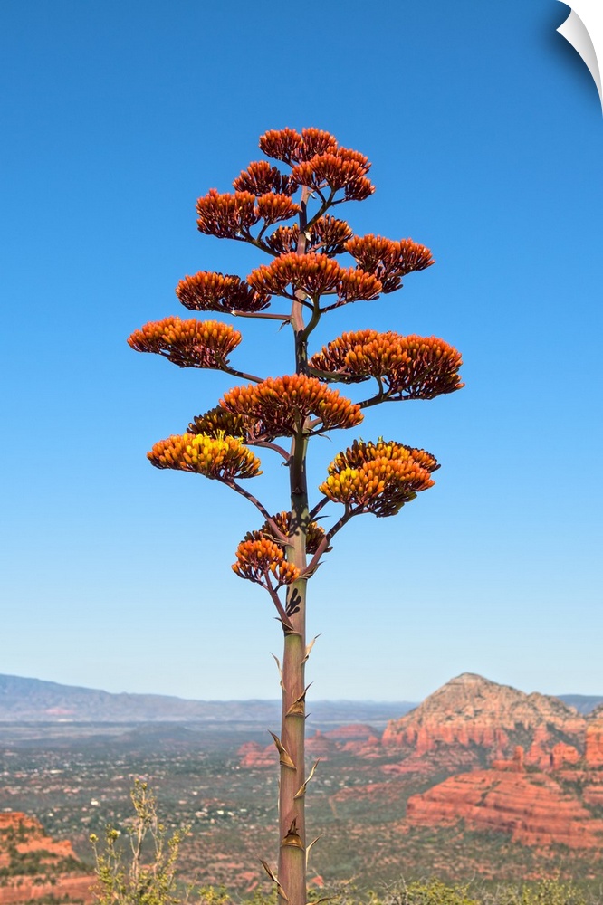 Landscape photograph of red sandstone formations in the distance and an agave flower tree in the foreground, Sedona AZ.