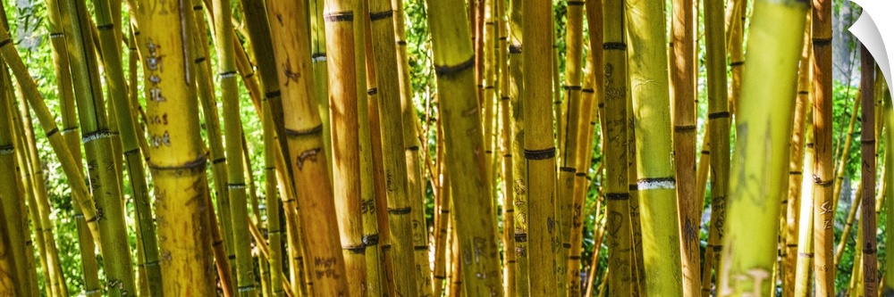 Yellow and green bamboo grove in Duke Gardens, Durham, NC.