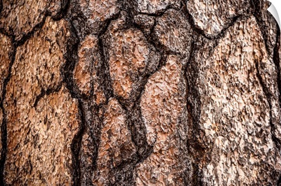 Bark Detail, Sequoia National Park, California
