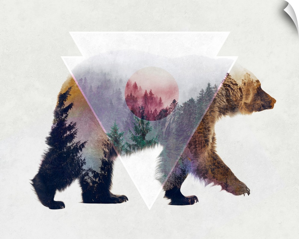 Double exposure artwork of a brown bear and an evergreen forest.