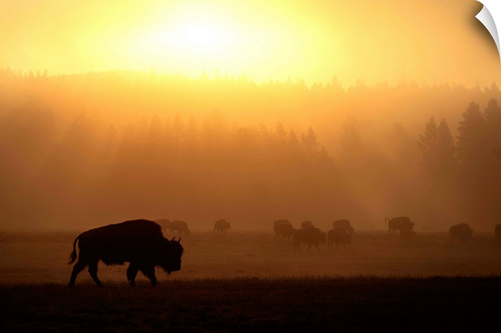 Bison in a field of mist at Yellowstone National Park, Wyoming.