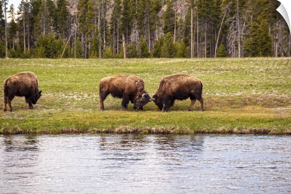 Bison in a meadow along a lake at Yellowstone National Park.