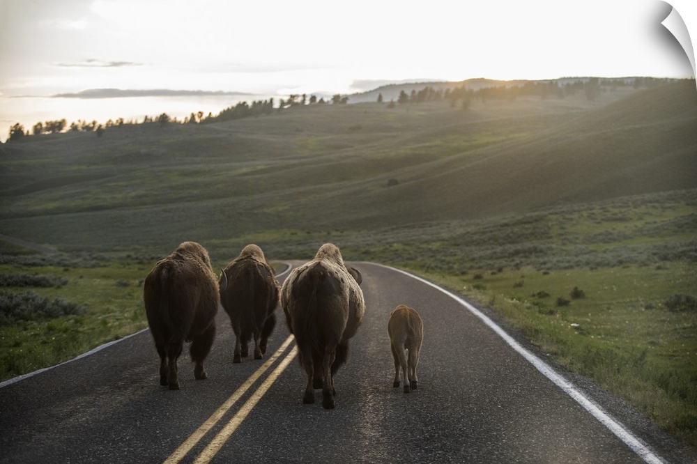 Bison walking on a road at Yellowstone National Park.