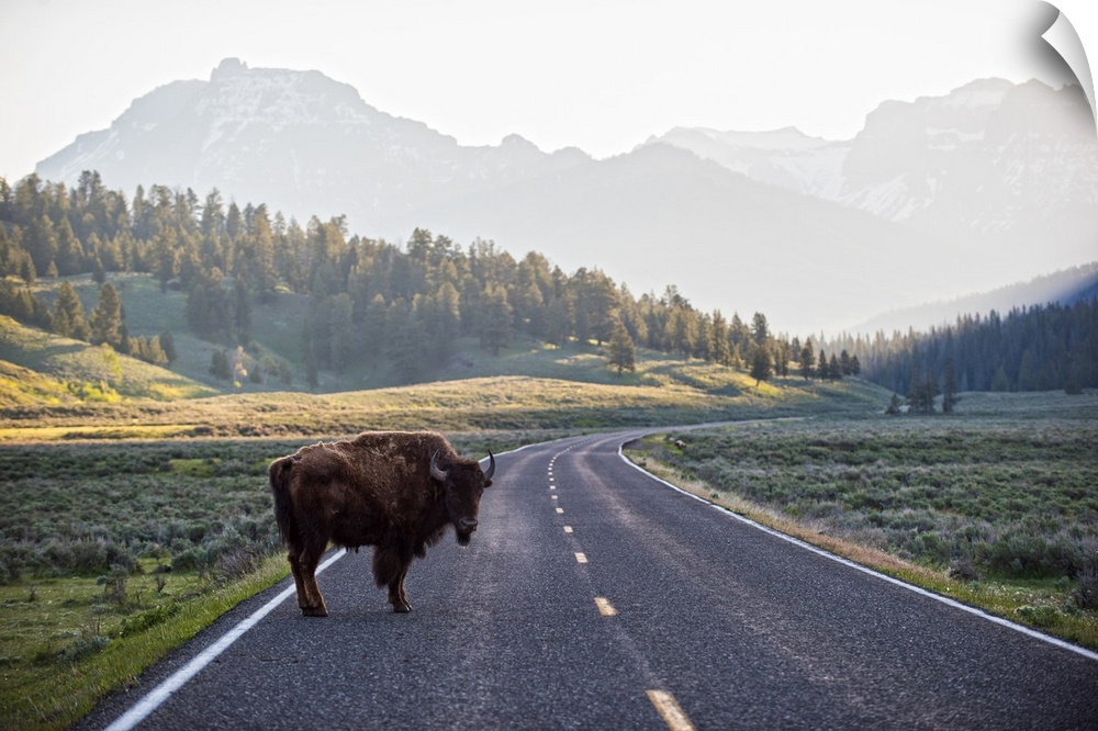 A large bison crossing a road in Yellowstone National Park.