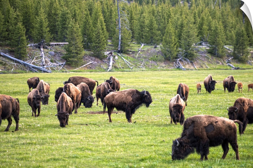 Bison in a meadow at Yellowstone National Park.