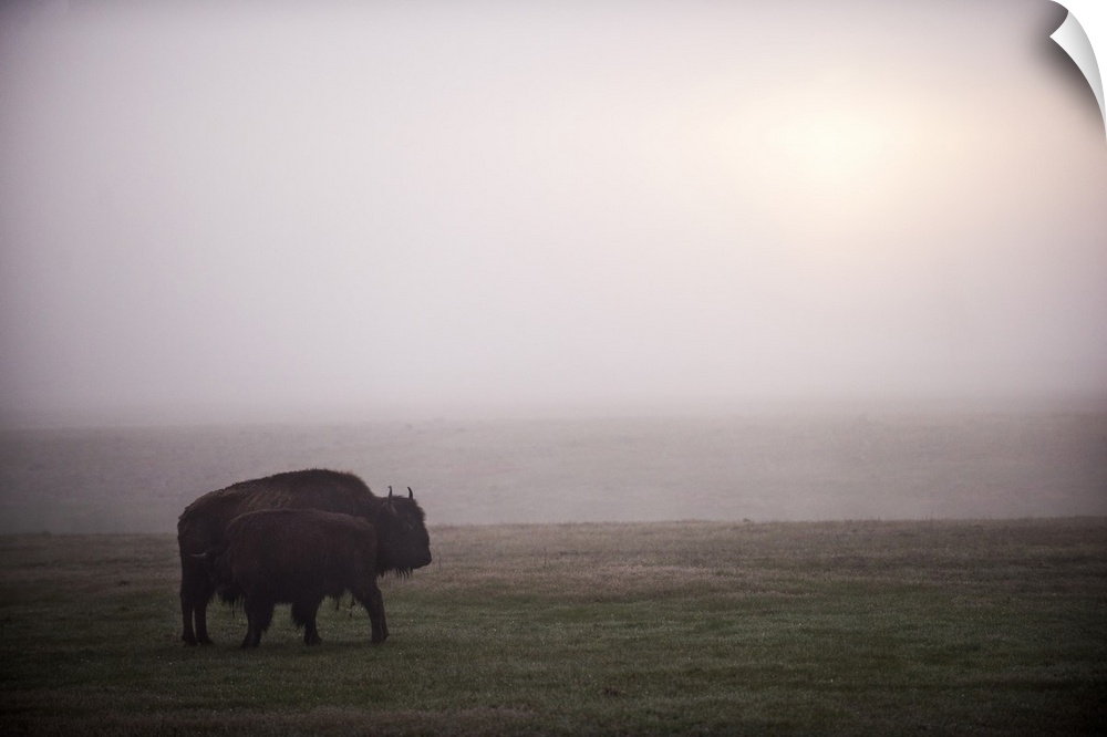 Two bison in a field of mist at Yellowstone National Park, Wyoming.
