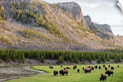 Bison in Meadow