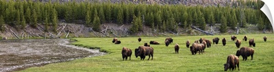 Bison in Meadow - Panoramic