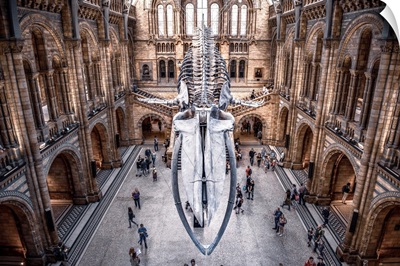 Blue Whale Skeleton, Hintze Hall, Natural History Museum, London, England
