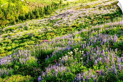 Broadleaf Lupine Wildflowers, Mount Rainier National Park, Washington