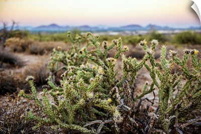Buckhorn Cholla Cactus In Phoenix, Arizona