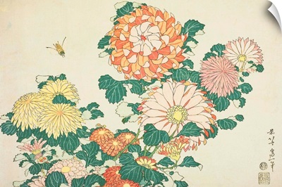 Chrysanthemums And Bee, From An Untitled Series Of Large Flowers