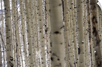 Close up of slender birch trees in a forest in Colorado