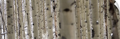 Close up of slender birch trees in a forest in Colorado - Panoramic