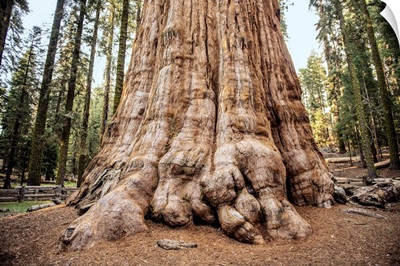 Close Up Of The General Sherman Tree In Sequoia National Park, California