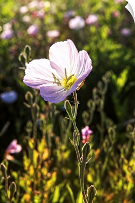 Close-Up Of Wildflower in Dallas, Texas