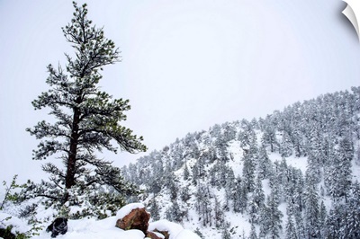 Colorado Snowy Forest