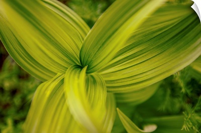 Corn Lily Leaves, Mount Rainier National Park, Washington