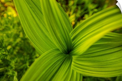 Corn Lily Leaves, Mount Rainier National Park, Washington