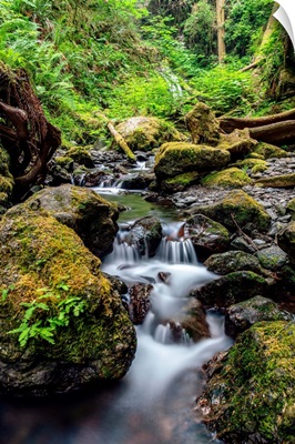 Creek In Olympic National Park, Washington
