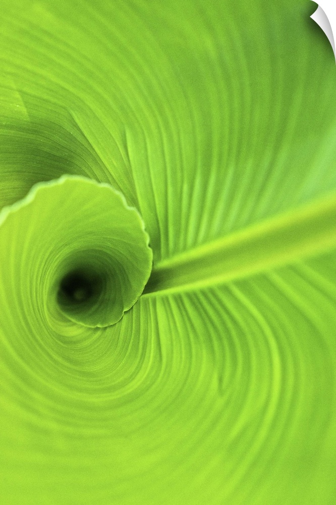 Macro view of the tightly curled green leaves of a Canna Lily in Duke Gardens, Durham, NC.