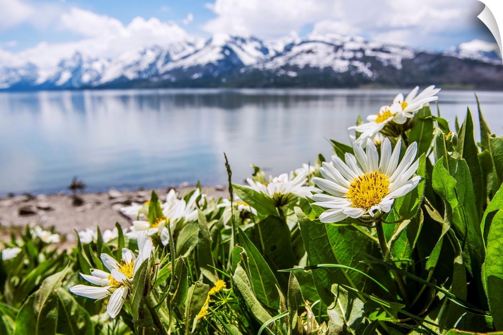 Close-up of daisies near Jackson Lake overlook with the Teton range in the background.