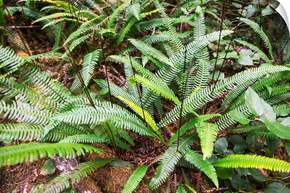 Deer Fern (Blechnum spicant) is an evergreen fern that grows in Olympic National Park, Washington.