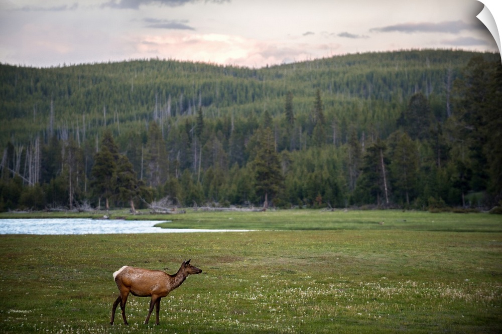 A deer in a meadow at Yellowstone National Park.