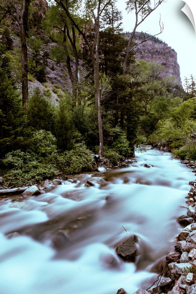 Photo of a steady stream gently flowing surrounded by a lush green forest.