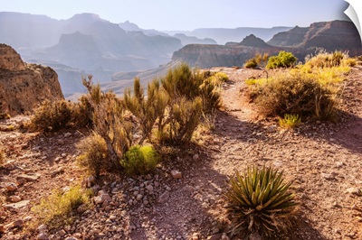 Desert Vegetation In Grand Canyon National Park, Arizona