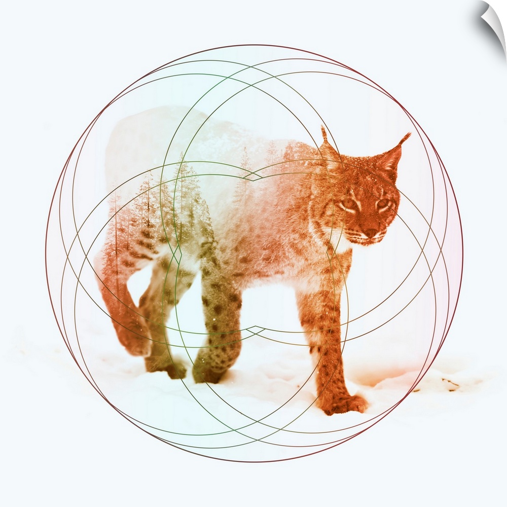 Double exposure artwork of a lynx and a forest with circular shapes.