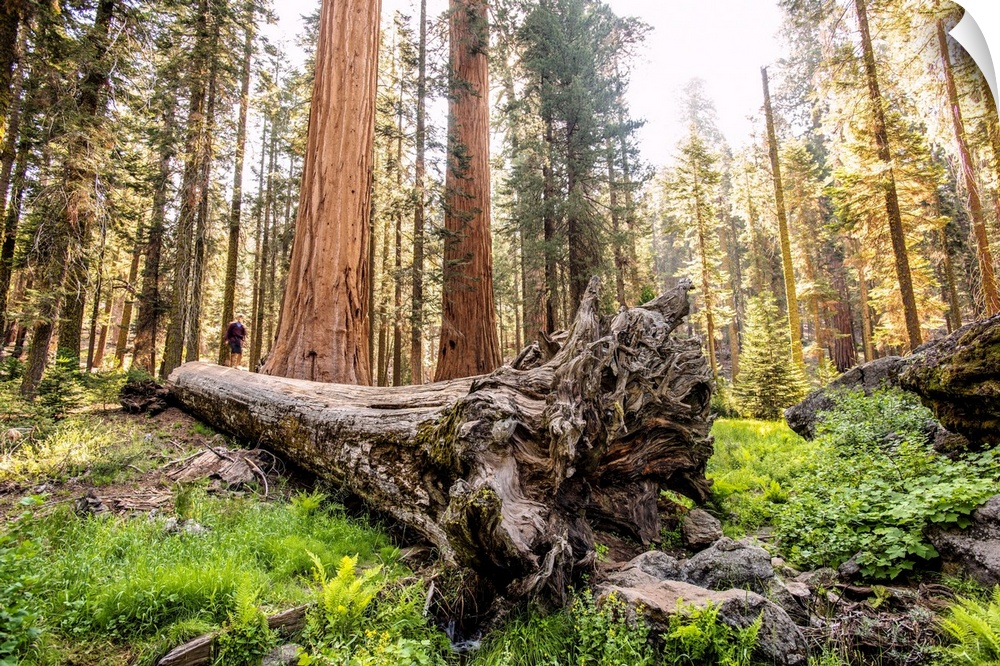 View of a fallen Sequoia tree in Sequoia National Park, California.
