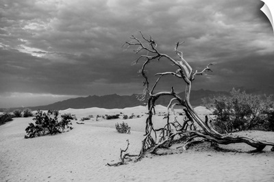 Fallen Tree In Death Valley, California