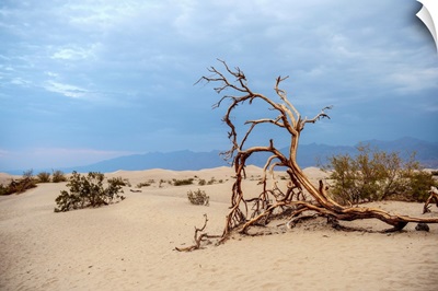 Fallen Tree In Mesquite Flat Sand Dunes, Death Valley National Park, California