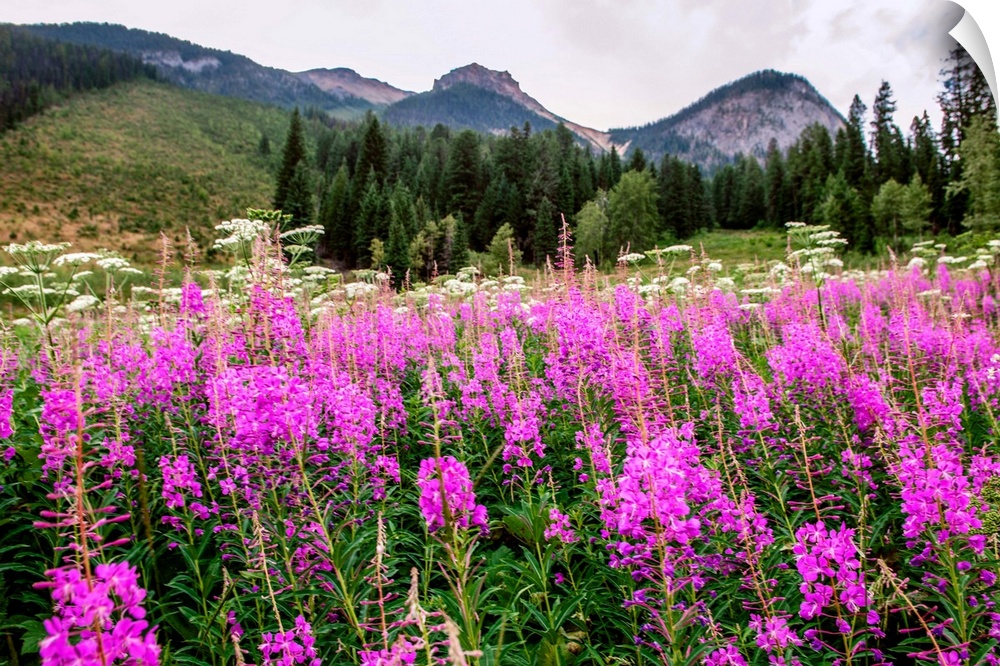 Field of Fireweed flowers in Yoho National Park, British Columbia, Canada.