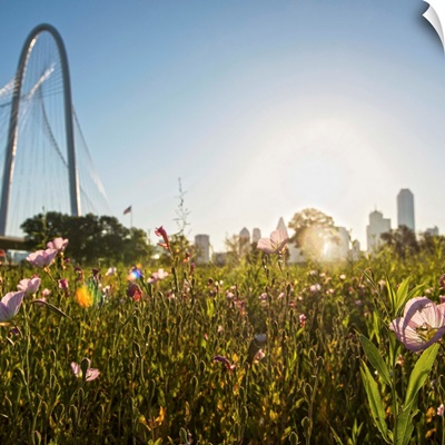 Field of flowers in Dallas
