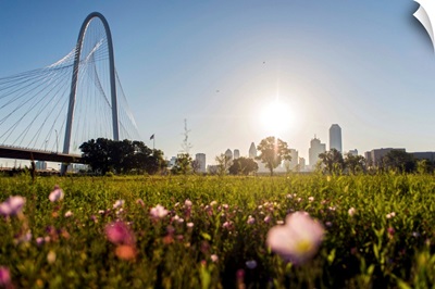 Field Of Flowers Near Margaret Hunt Hill Bridge, Dallas, Texas