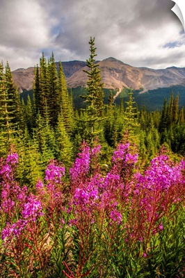 Fireweed Flowers, Banff National Park, Alberta, Canada