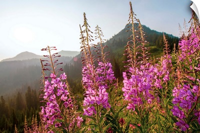 Fireweed III, Mount Rainier National Park, Washington