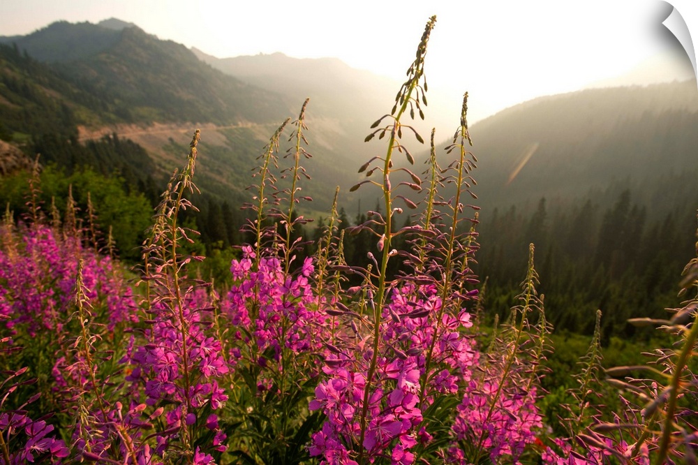 View of a tall stalk of Fireweed (Chamaenerion) in the wilderness of Mount Rainier National Park, Washington.