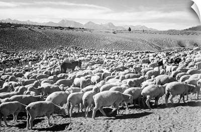 Flock In Owens Valley, 1941, Flock Of Sheep