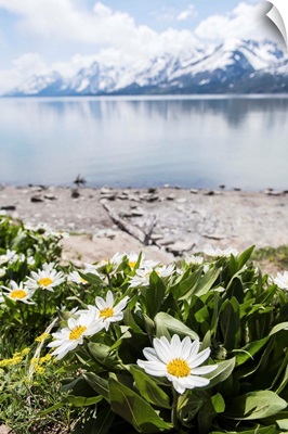 Flowers at Jackson Lake, Grand Teton National Park