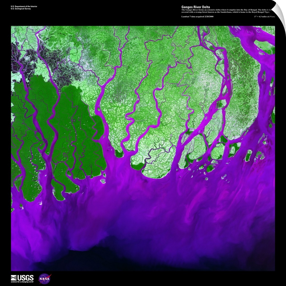 The Ganges River forms an extensive delta where it empties into the Bay of Bengal. The delta is largely covered with a swa...