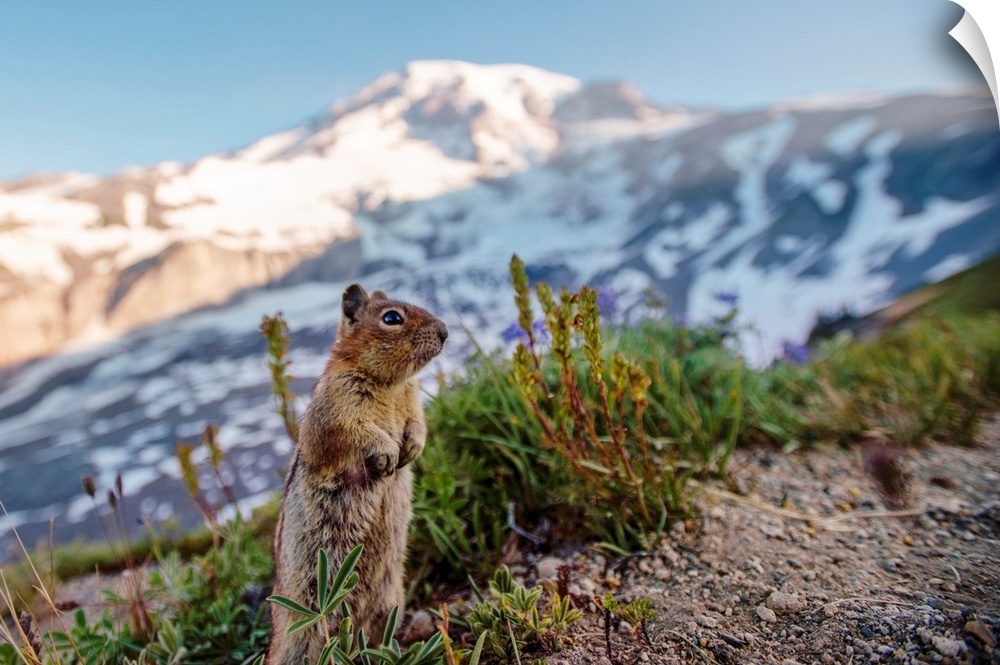 Golden-Mantled ground squirrel (Spermophilus saturatus) looks around with Mount Rainier in the background, Washington.