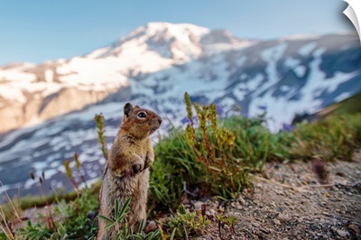 Golden-Mantled Ground Squirrel, Mount Rainier National Park, Washington