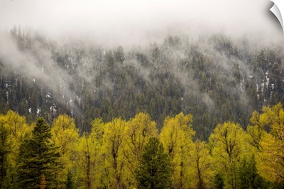 Grand Teton National Park Forest Community With Fog In Wyoming