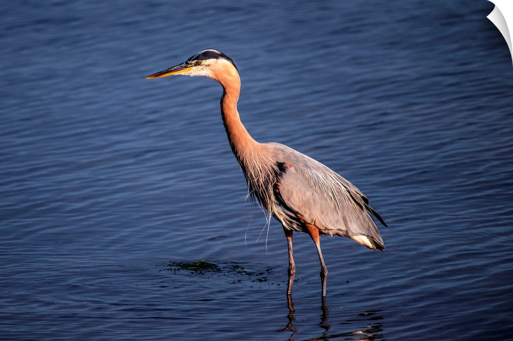 View of a Great Blue Heron in Vancouver, British Columbia, Canada.